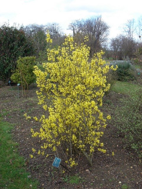 Forsythia suspensa P1D P9 P23